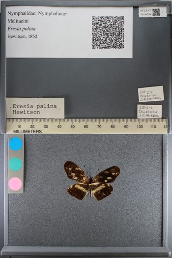 Media type: image;   Entomology 195339